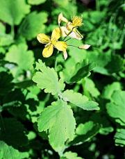 glistnik jaskółcze ziele kamica żółciowe.jpg